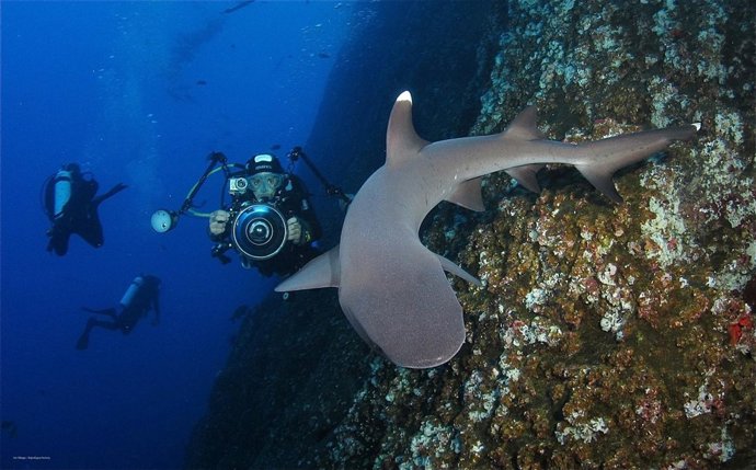 Fotografiando a un tiburón