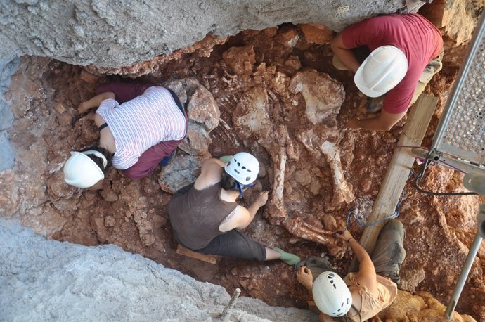 Excavación Arqueológica. Restos De Un Elefante. Fósil