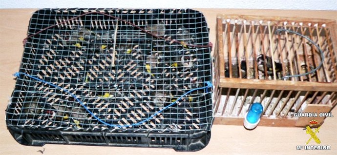 Jilgueros capturados