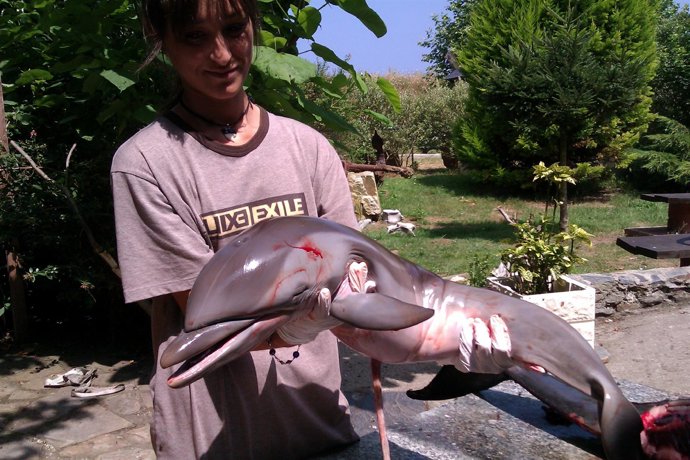 Uno De Los Delfines Muertos En Las Costas Asturianas