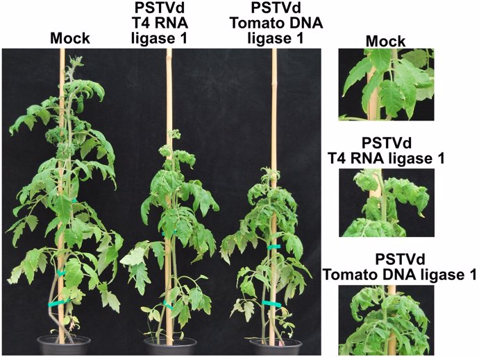 Plantas Viroides