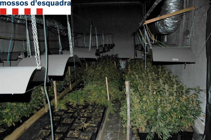 Plantación de marihuana en una casa de Tordera