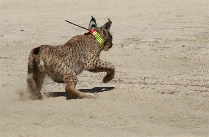 Un Lince Ibérico Es Liberado En Doñana