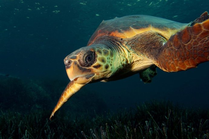 Una Tortuga Liberada En Cabrera 