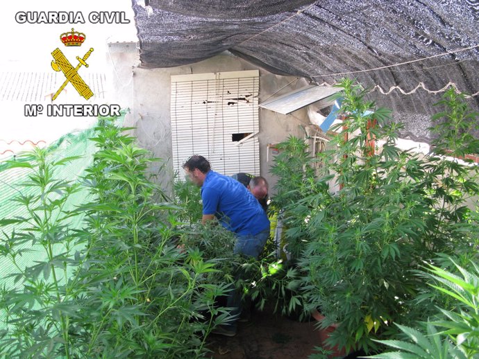 La Guardia Civil detiene a cuatro personas por cultivo de marihuana