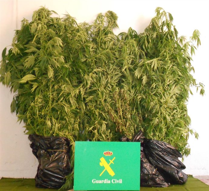 Plantas De Marihuana Incautadas