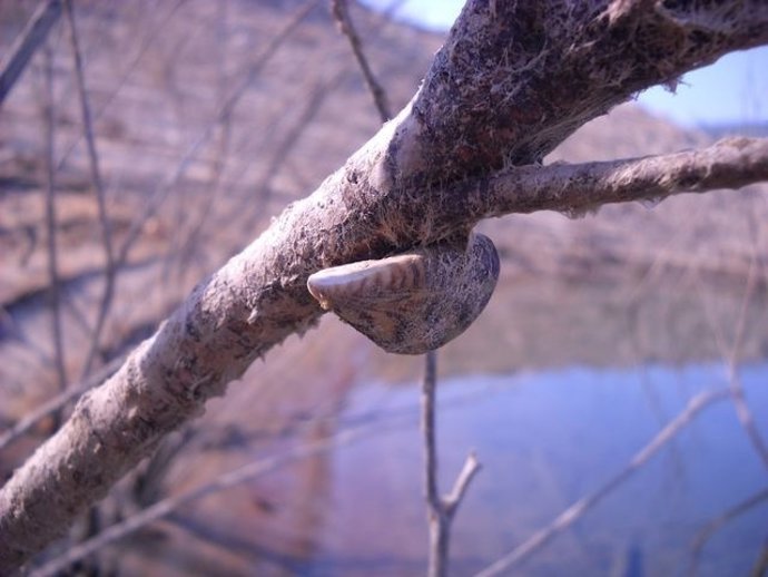 Mejillón Cebra En Embalse