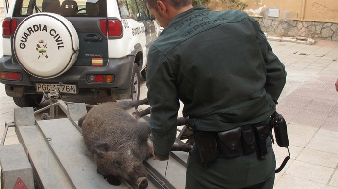 Jabalí Intervenido