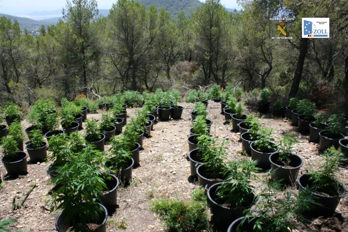 Plantas De Marihuana 