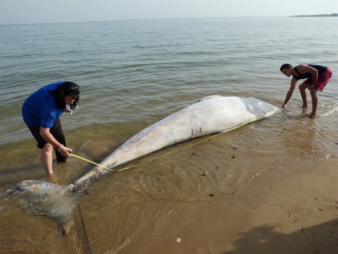 Cría De Rorcual Muerta En La Playa De Chipiona