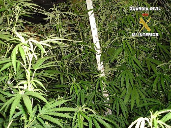 Marihuana localizada por la Guardia Civil en Cocentaina