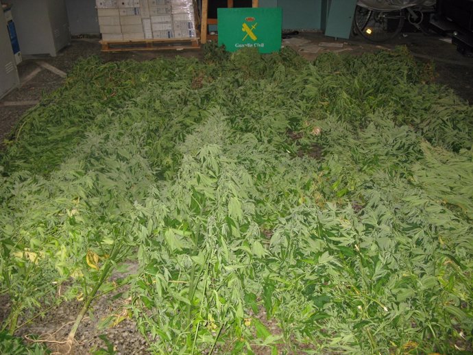 Foto de la plantación de marihuana intervenida