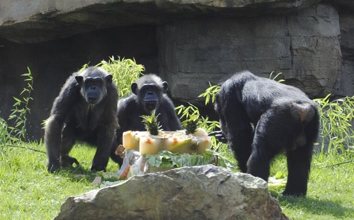 Chispi Celebra Con Una Tarta Su Cumpleaños En Bioparc