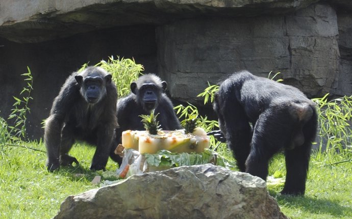 Chispi Celebra Con Una Tarta Su Cumpleaños En Bioparc