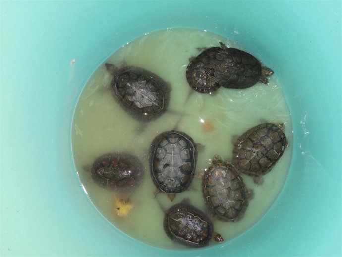 Galápagos de Doñana, en Almonte (Huelva)