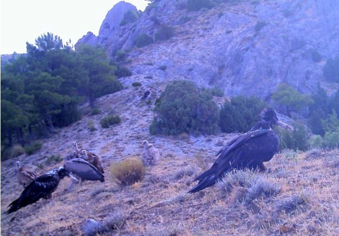 Cuatro Quebrantahuesos Liberados En Sierra Cazorla