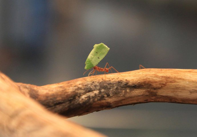 El Museo De Las Ciencias Propone Una Ruta Animal