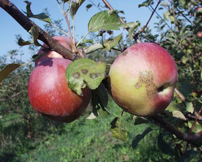 Manzanas afectadas por moteado.   