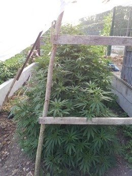 Plantas de marihuana incautadas