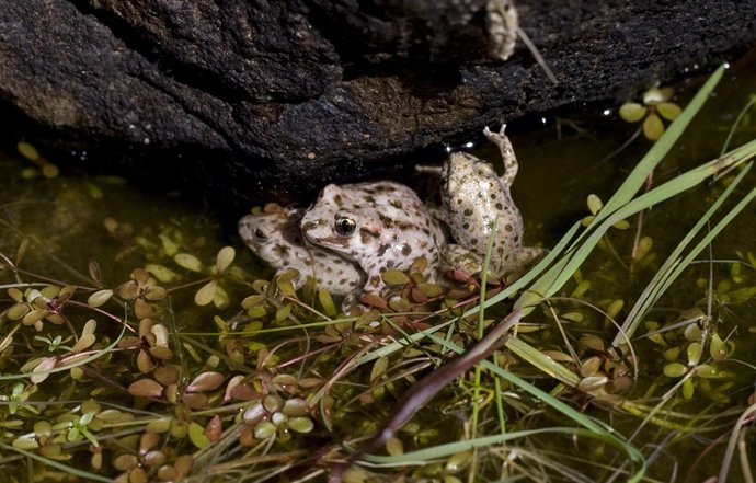 Sapos en Peñalara