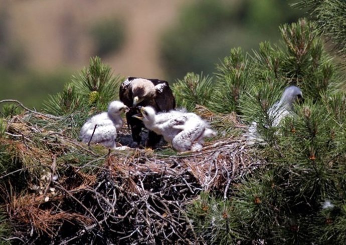 El Águila Imperial En Su Nido