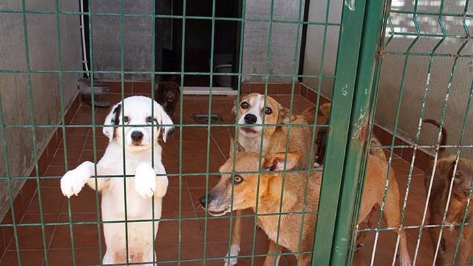 Perros de la residencia canina de la Diputación, en Alhaurín de la Torre