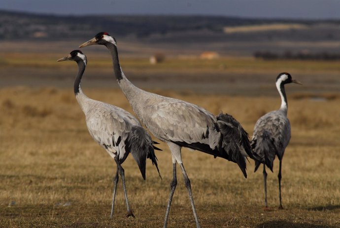 Grullas en la laguna de Gallocanta.