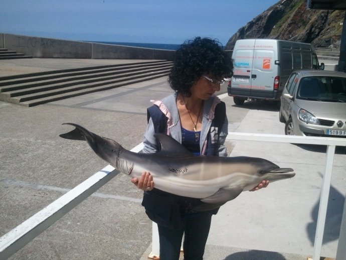 Cría De Delfín Herido En Rodiles