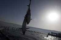 El precio del bonito sube en Galicia un 20%, hasta 4,51 euros el kilo