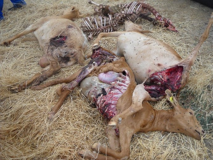 Animales atacados por los lobos en Solana de Rioalmar (Ávila)