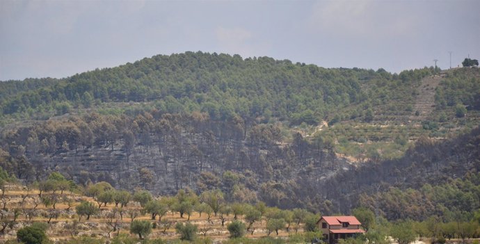 Imagen de parte de la zona afectada por el incendio de Torremanzanas