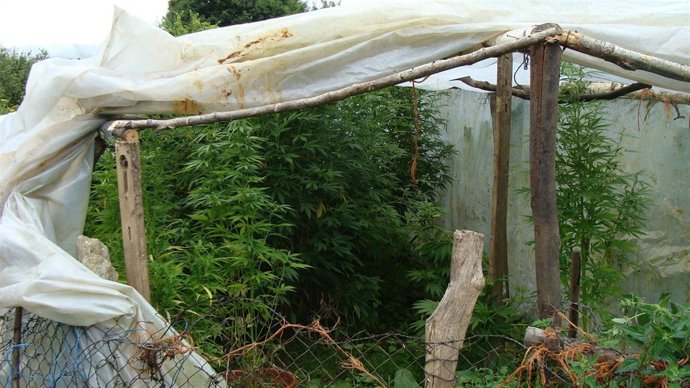 Plantas de marihuana incautadas