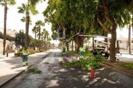 El Ayuntamiento de Cartagena poda 1.500 palmeras para evitar caída de hojas 