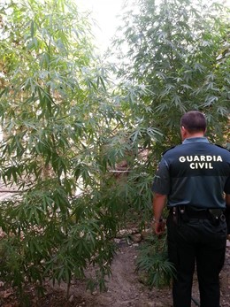 Plantas De Cannabis encontradas Por La Policía En Villanueva De San Juan
