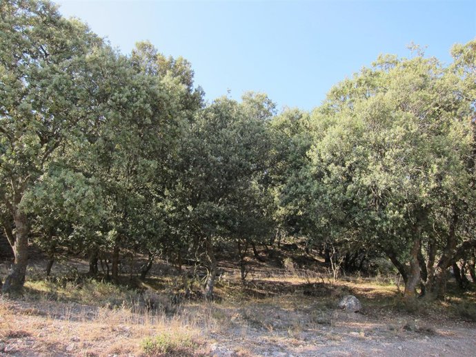 Monte, Bosque, Encinas