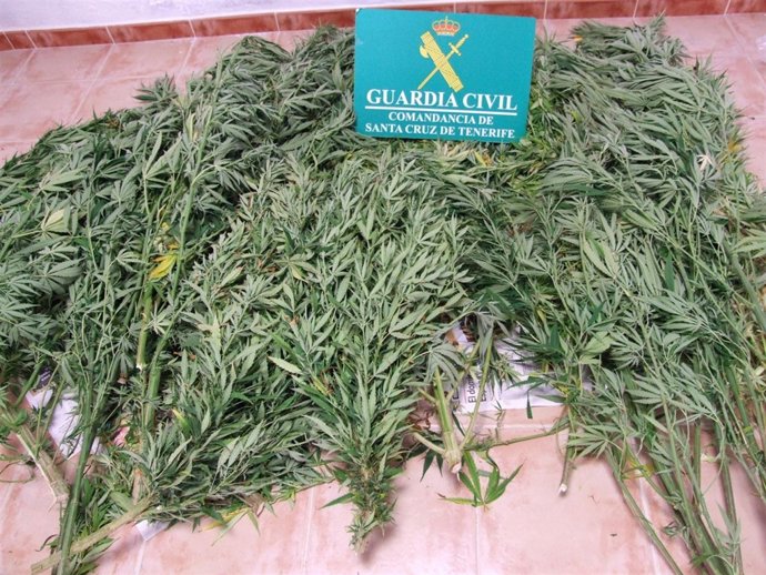 Imagen de la marihuana incautada en El Hierro