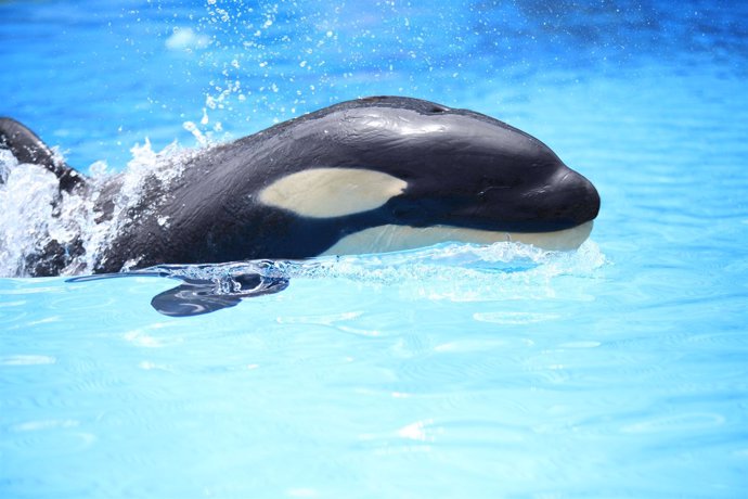 Vicky, la nueva cría de orca de Loro Parque