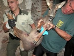 Rescate de la corza en el Monasterio del Paular