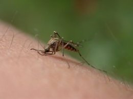 Tecnología de la ESA para erradicar los mosquitos