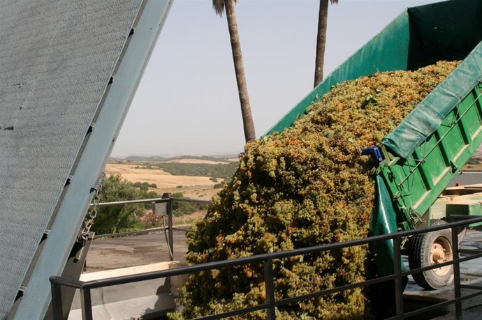 Barbadillo comienza la vendimia de uva Palomino 