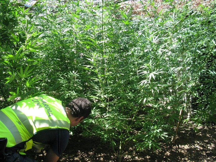 Desmanteladas dos plantaciones de marihuana en Arre.