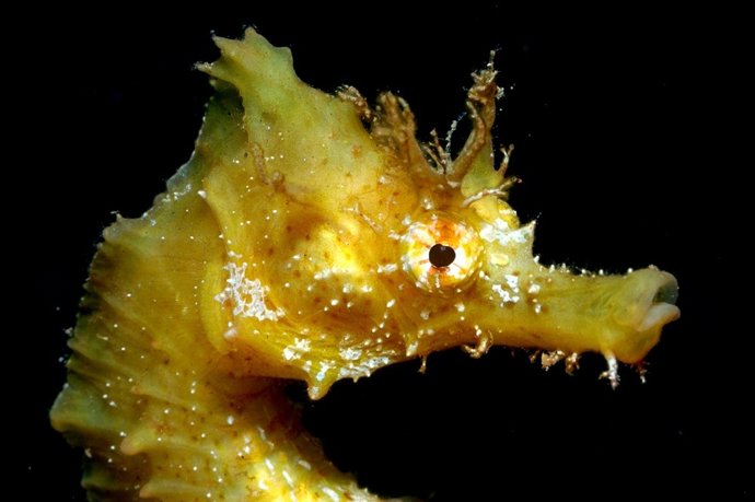 Una de las fotos de la muestra Open Fotosub Las Palmas de Gran Canaria