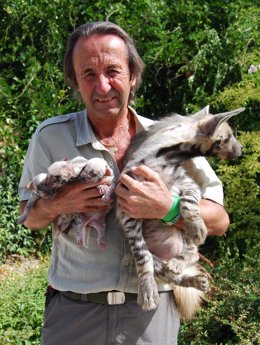 Hienas rayadas nacidas en el Zoo Mundopark de Sevilla (Guillena-Las Pajanosas)