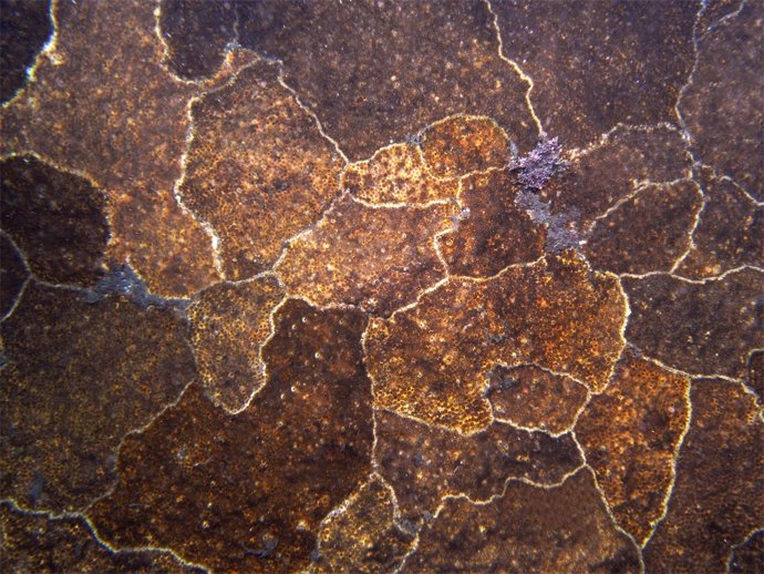 Pared Sumergida Del Acantilado Invadida Por El Coral 'O. Patagonica'