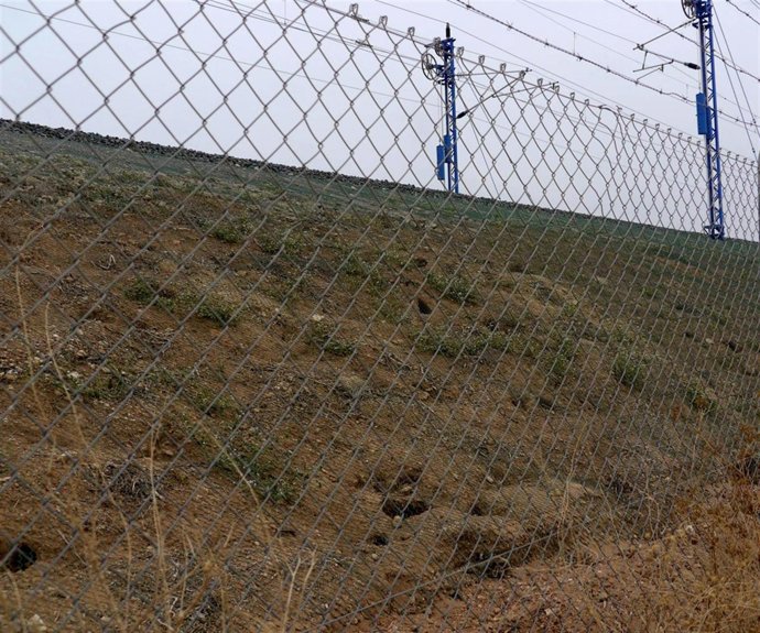 Madrigueras Y Conejos Atrapados En El Vallado De Vías De AVE