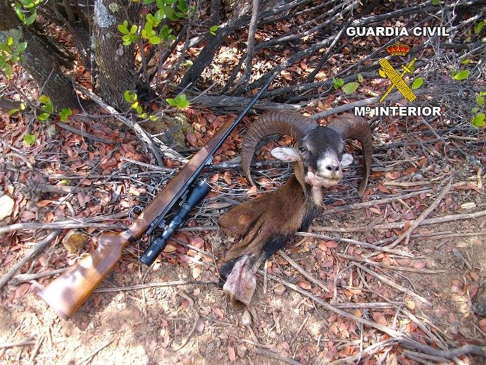 Imagen del muflón y del arma intervenida. 