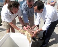 M.La Junta libera en Málaga tres tortugas rehabilitadas en el Crema