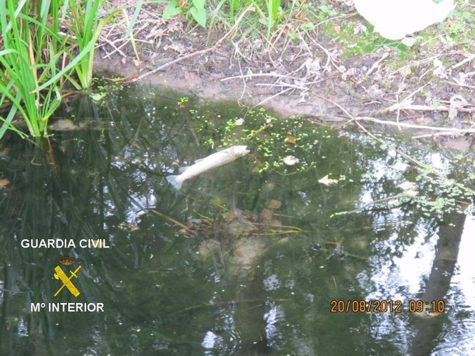 Truchas muertas en el río Oca, en Burgos