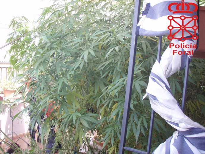 Imagen de la plantación de marihuana localizada por la Policía Foral.