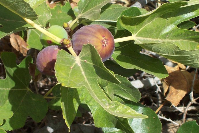 Imagen de una higuera canaria